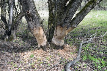 a tree damaged due to the work of beavers