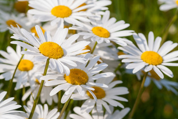 Large daisy flowers blossom in a meadow in the UK.