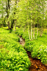 naturschutzgebiet bächlein birken   Idyll