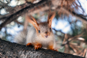 Naklejka na ściany i meble Cute baby squirrel. Cute squirrel sitting on the pine. Orange-grey squirrel.