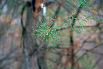 pine tree like flower.jpg