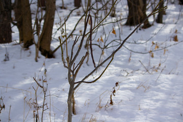 small tree in the forest.jpg