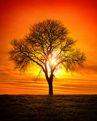 Fototapeta na wymiar Bare tree, sun and vivid red sky