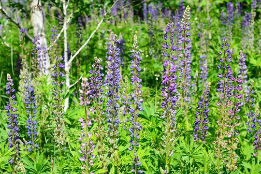 Puple lupinus, commonly known as lupin or lupine flower in the forest meadow