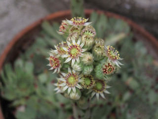 Sempervivum tectorum