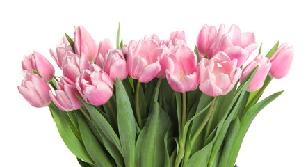 Beautiful pink spring tulips on white background