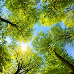 Grüne Baumwipfel, Sonne und blauer Himmel © Smileus