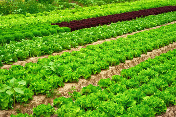 Rows of lettuce on a field