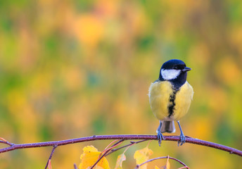 cute portrait with a beautiful bird tit sitting in an autumn Sunny Park surrounded by Golden birch leaves