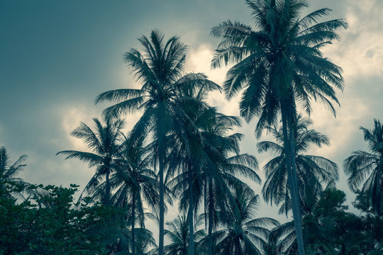 palm grove against a cloudy cloudy sky,tinted image.