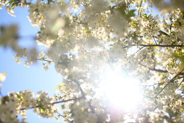 Blooming Apple trees on a Sunny day 2