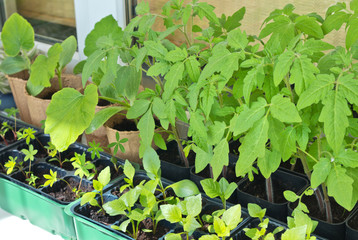 Closeup view on green vegetables and flowers seedlings on the windowsill. Growing seedlings of tomatoes, zucchinis, lupines and asters on the balcony. Spring garden work