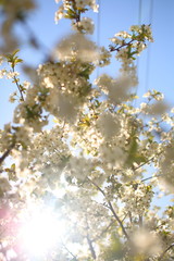 Blooming Apple trees on a Sunny day
