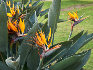 Strelitzia reginae