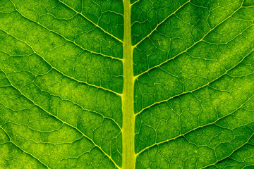 Green leaf texture macro closeup. Abstract green leaf.