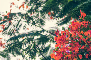 Flamboyant,The Flame Tree, Royal Poinciana or peacock flower .Bright red and yellow flowers.