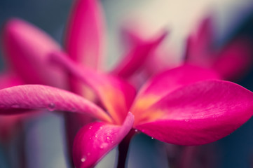 Pink frangipani or plumeria flower. Romantic flower of Thailand. Close-up.Selective focus.