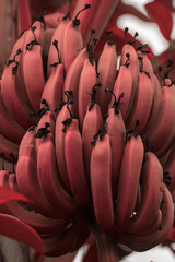 Close up of fresh red bananas hanging on a banana tree branch, fruit and vegetable