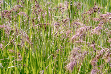 Bluegrass meadow background. Green meadow background. Meadow grass background