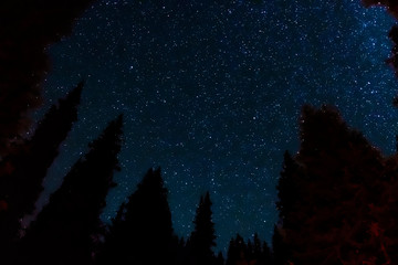Fototapeta na wymiar Blue night sky with trees silhoettes. Colorful night sky background. Dark background. Night scene. Space background.
