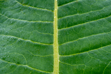 closeup of green leaf