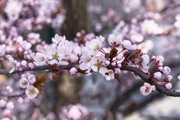 Apricot flowers blooming with bright white petals. Greeting card for Womens day. Spring blurred background in Japan, violet color.