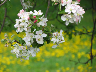 blooming apple tree in spring