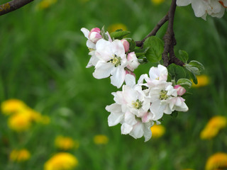 Fototapeta premium flowers of apple tree