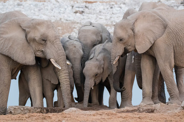 Fototapeta premium Large herd of elephants drinking water in waterhole gently touching each other with huge trunks. Africa. Namibia. Etosha national park.
