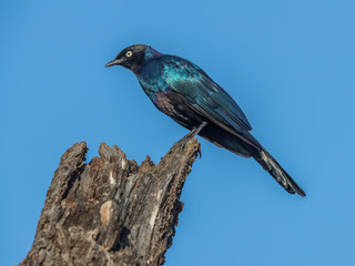 This colorful and noisy bird was a constant visitor to my camp's yard. Lake Baringo, Kenya.