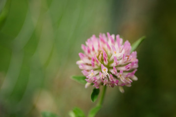 macro one flower pink clover on a background of green grass on a meadow