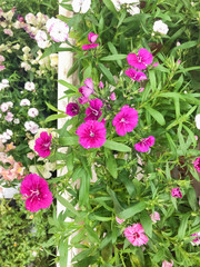  Beautiful fuchsia and pink flowers