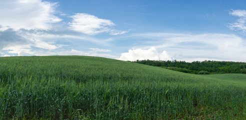 Panoramic view of green wheat field on the background of blue sky