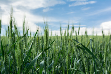 Close-up view of the ears of green wheat