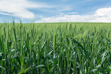 Ears of unripe wheat on the background of blue sky