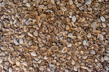 Empty almond shell background. Alternative fuel component.