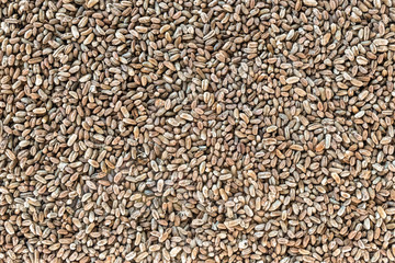 Date seeds background. Biofuel component. Biomass energy.