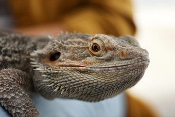 Young woman with bearded lizard at home, closeup. Exotic pet