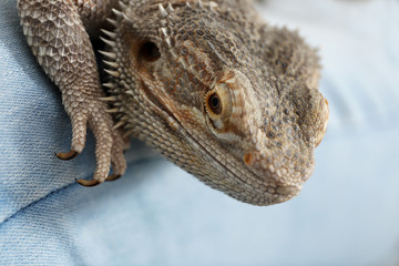 Young woman with bearded lizard at home, closeup. Exotic pet