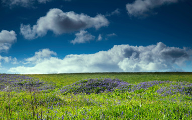 A Green Field with flowers beneath a blue sky and clouds