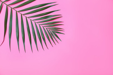 Beautiful lush tropical leaf on pink background. Space for text