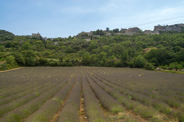 Fototapeta na wymiar Lines of lavender near Saignon, Valensole region, Provence, France