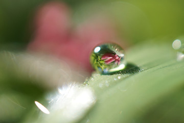 ladybug on leaf