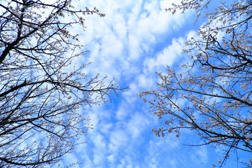 吸い込まれるような空と梅の木と花