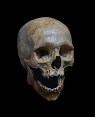 Skull of the human