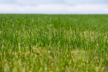 Grass field, background, selective focus.