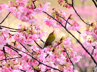 美しい河津桜に見惚れるメジロ