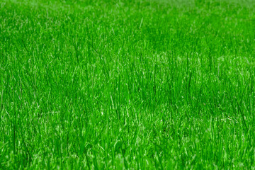 Grass field, background, selective focus.