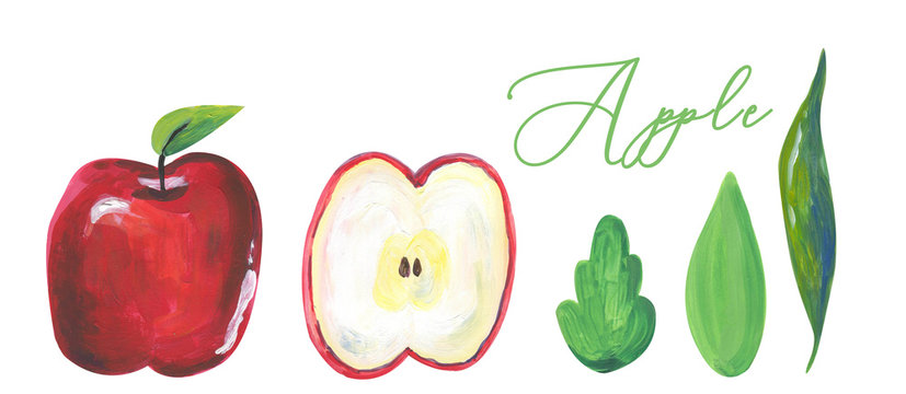 Watercolor set of different apples. Autumn fruits harvest clip art for package design. Hand drawn illustration of the isolated red and green apples on the white background.