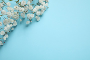 Beautiful gypsophila on light blue background, space for text. Floral decor